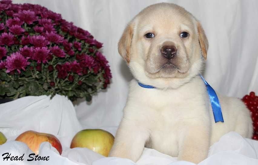 Лабрадор ретривер