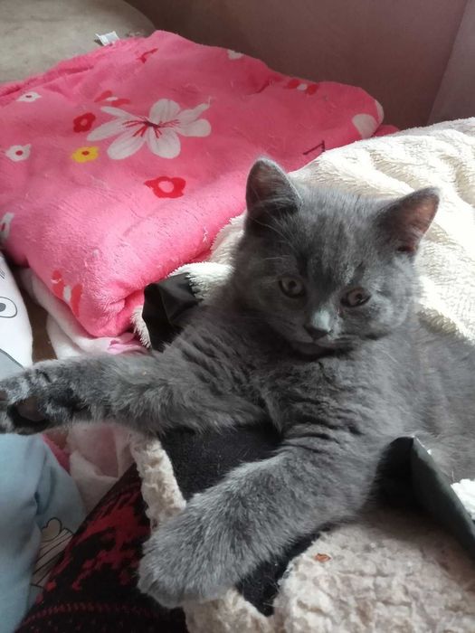 продам котенка британца