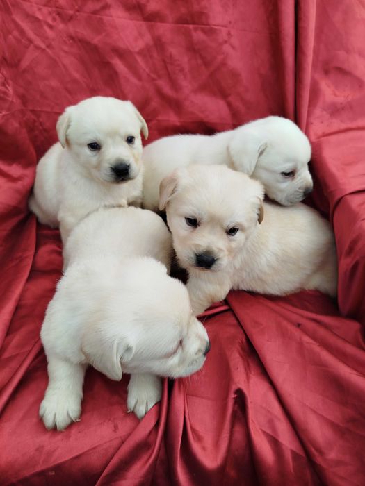 Labrador Retriever piesek tel.-5.7.5.3.0.2.0.3.9.