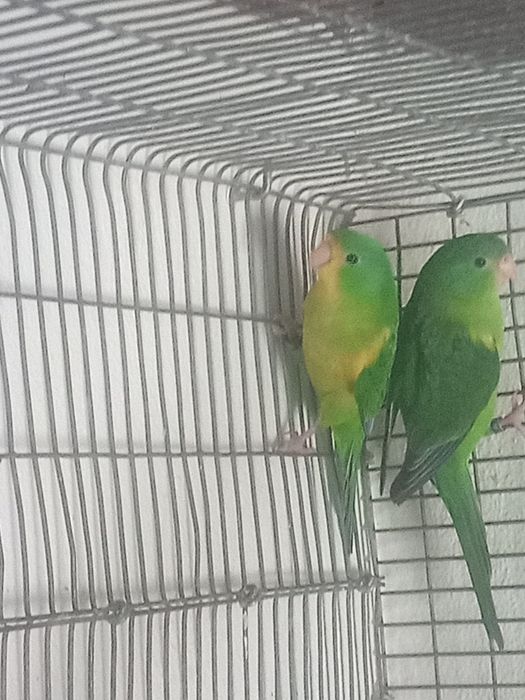 Casal Periquito limão