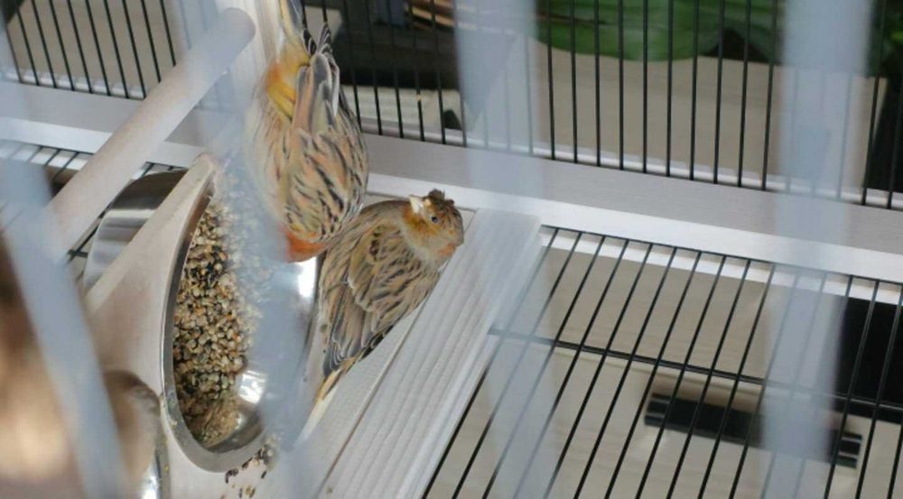 Kanarki śpiewające czerwone z koroną