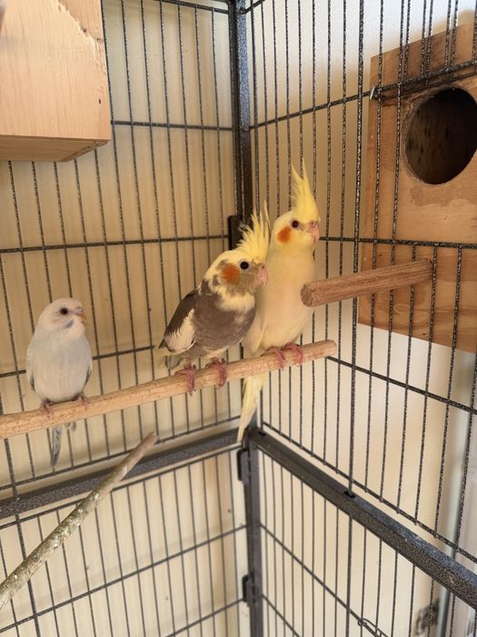 Caturras e periquitos