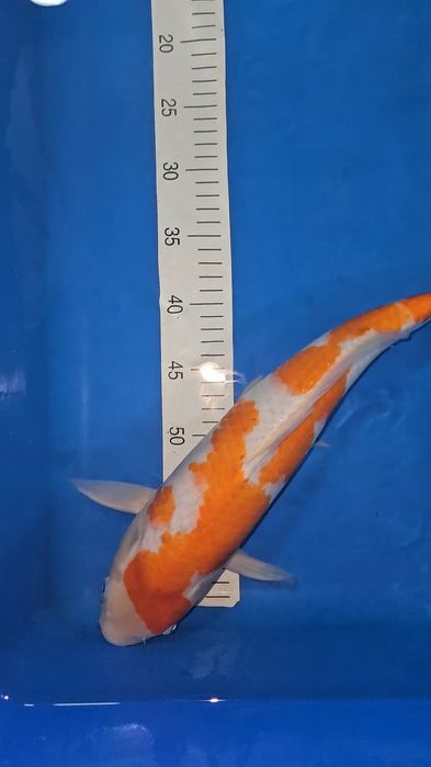 Carpa Koi - Goshiki Shigure - 42cm