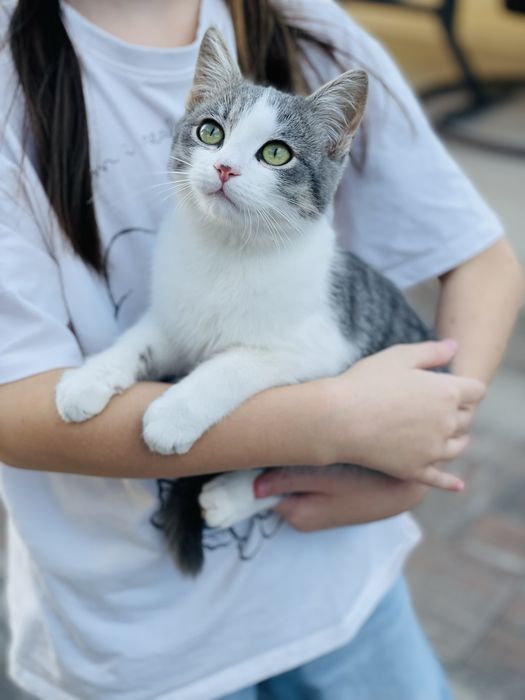 Котеня шукають сімʼю