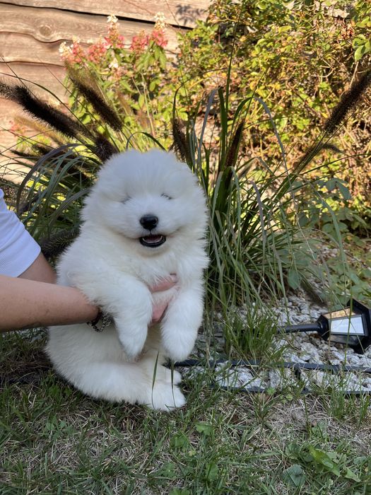 Szczeniaki samojed -Rezerwacja