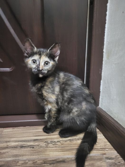 Маленькие котята