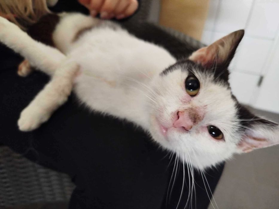 CZAREK adopcja kocurek kot kochany łagodny schronisko