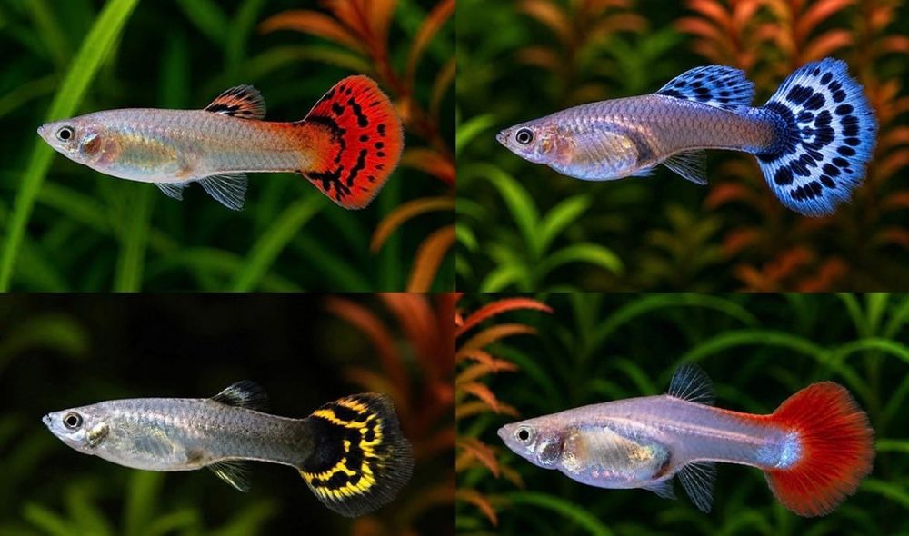 Vendo peixes Guppys