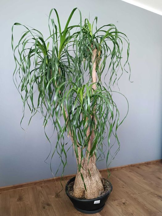 Kwiat doniczkowy Nolina Stopa Słonia Beaucarnea Recurvata trzy odnogi