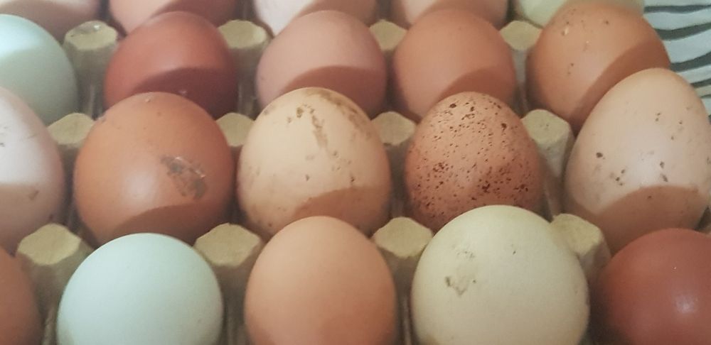 Ovos galados azuis chocolate e normais