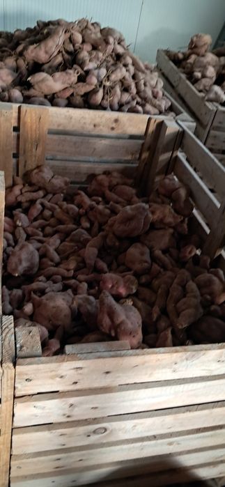 Batata-doces para animais