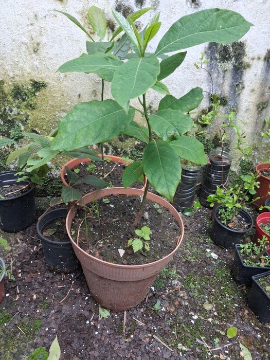 Arvores de fruto e sementes de horticolase de arvores de fruto açores