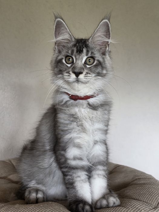 Kotka Maine Coon Bryza