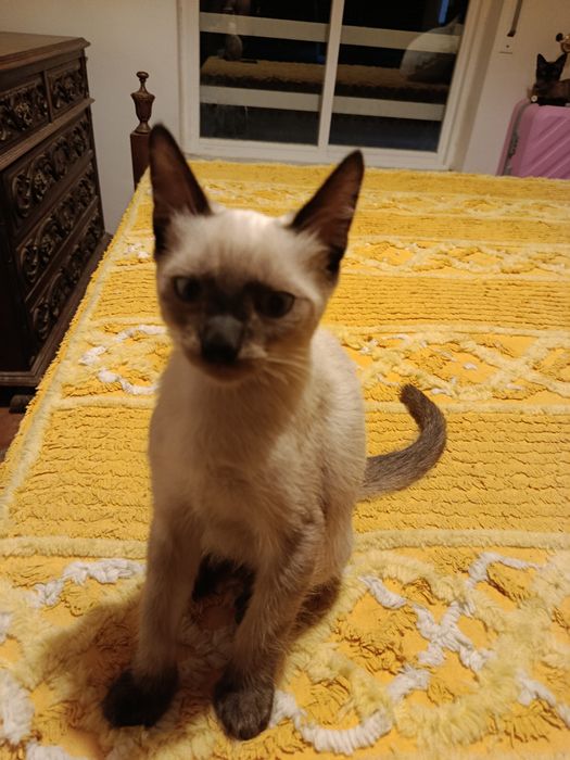Gatinhos siamêses para adoção