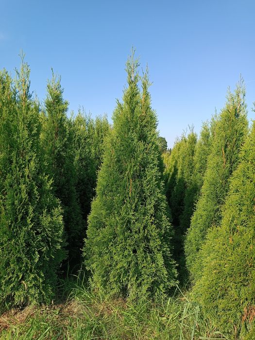 Mega gruba tuja Szmaragd 150-160 cm thuja smaragd