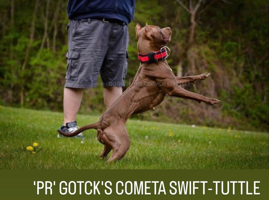 Цуценята американського пітбультер'єра ,АПБТ , Питбуль