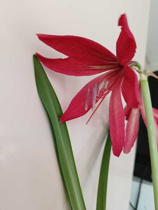 Гиппеаструм красный, алое