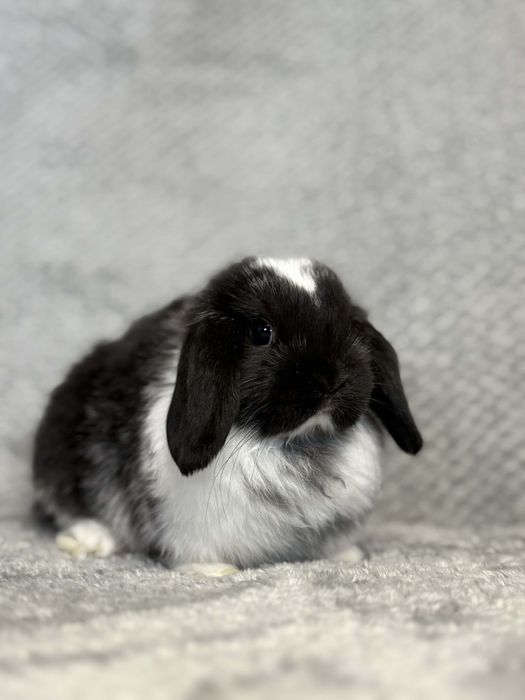 Karzełek tedi długowłosy,mini Lop króliczek ministurka