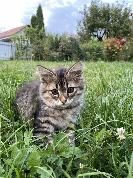 Чотири милі кошенята шукають дім