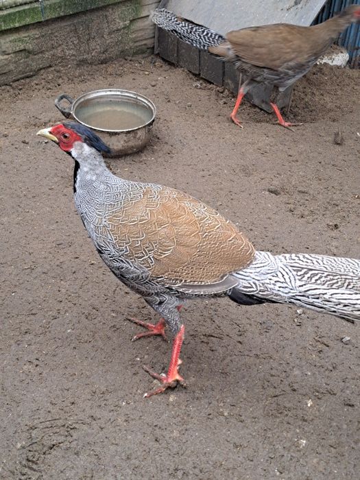 Bażanty srebrne sprzedam