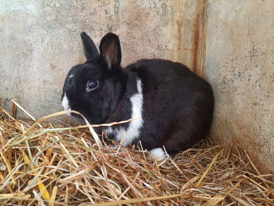 Coelhinhos Anão bebés
