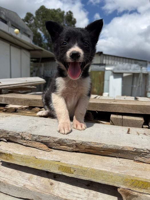 Border Collie TOP