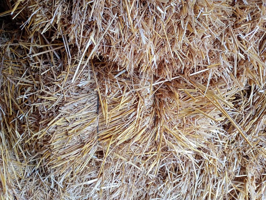Солома пшенична,  ячмінна  в тюках