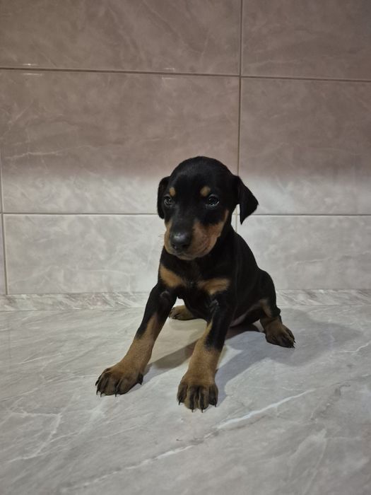 Приймаємо бронювання на цуценят породи ДОБЕРМАН, зявилися 07.11.2024.