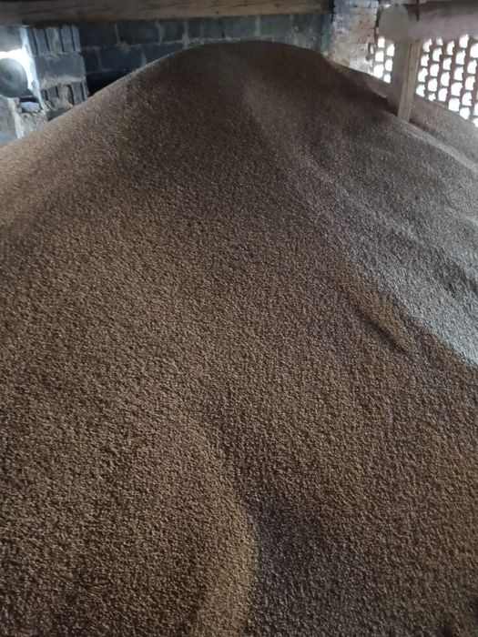 Sprzedam owies i pszenicę ozimą