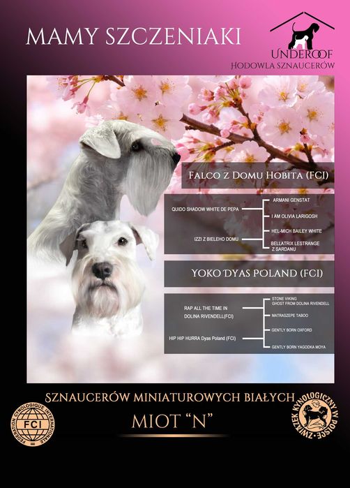 Sznaucer miniaturowy biały- szczeniak