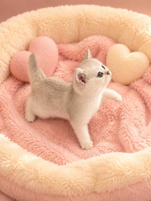 Gatinho - gato scottish