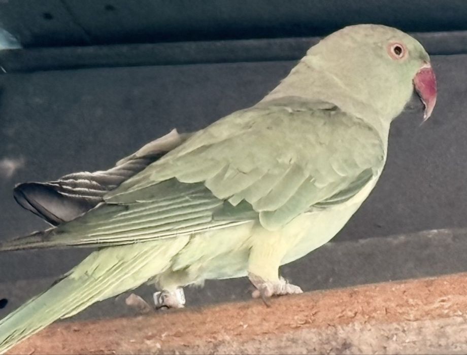 Ring neck femea verde de 2025