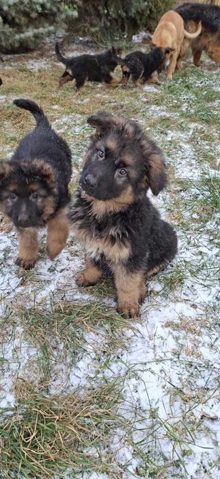 Oddam szczeniarki owczarki