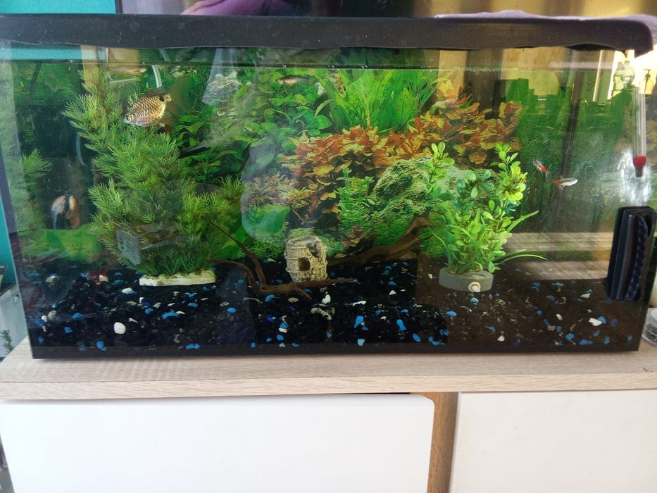 Sprzedam ryby akwariowe