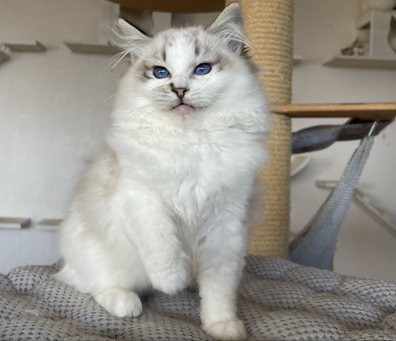 Ragdoll kocurek Zack - seal lynx bicolor, rodowód FPL