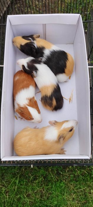 Świnki morskie 4 tygodnie samiczki i samce