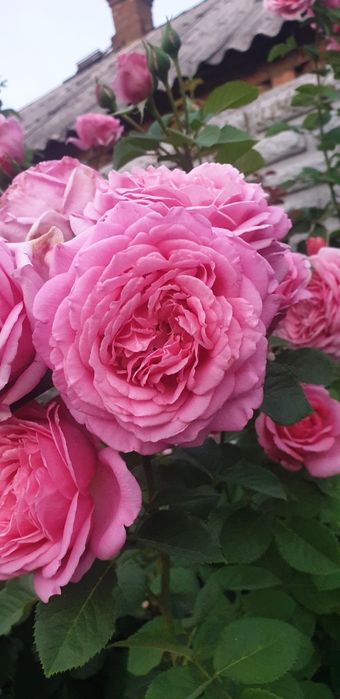 Саженцы плетистой розы "Бенвенью"