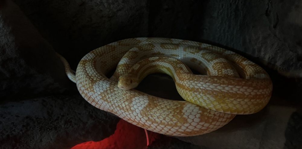 Wąż zbożowy + terrarium