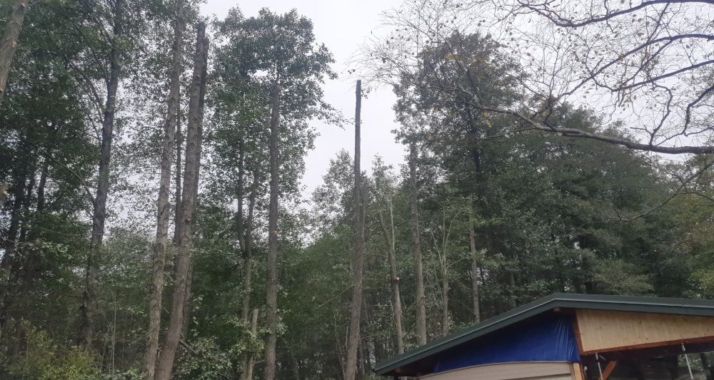 Wycinanie podcinanie drzew