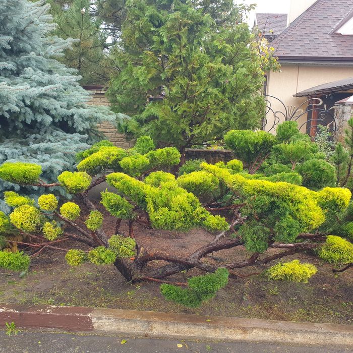 Садовник.Топиарная стрижка растений.