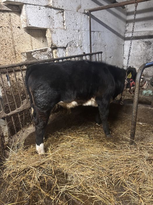 Sprzedam byczka i jałówkę rasy Black Hereford