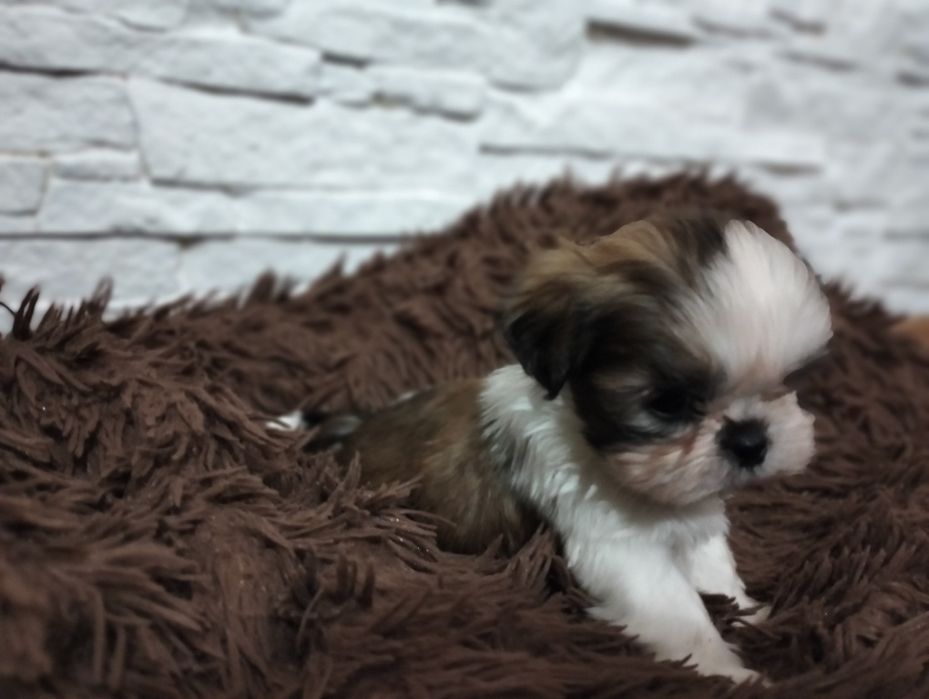 Shih tzu tricolor