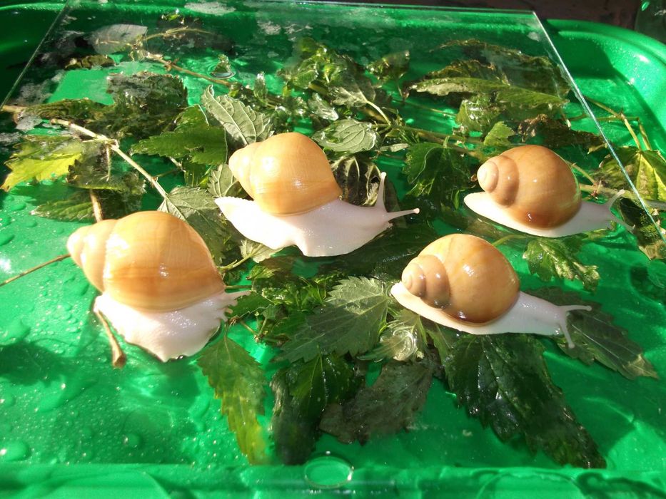 Улитки сухопутные Arch marg (ssp) Ukrainian White Gold акция
