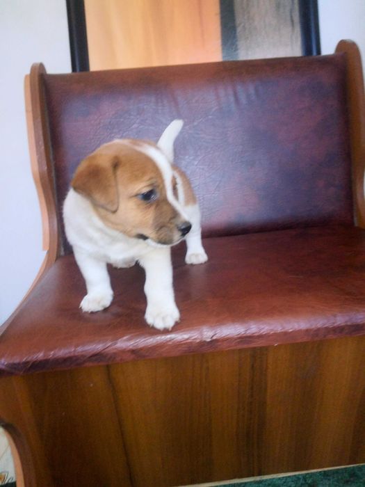 4 девочки Джек Рассел — привиты и ждут семью