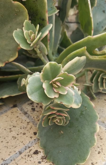 Kalanchoe rosy/ Suculentas