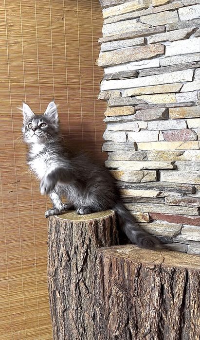 Хлопчик мейн-кун в чорному мармуровому забарвлені на сріблі