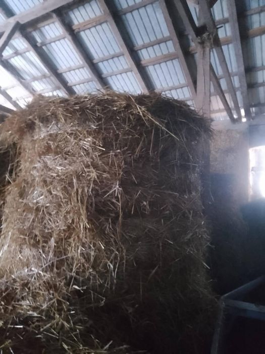 Sprzedam słomę bel owsiana