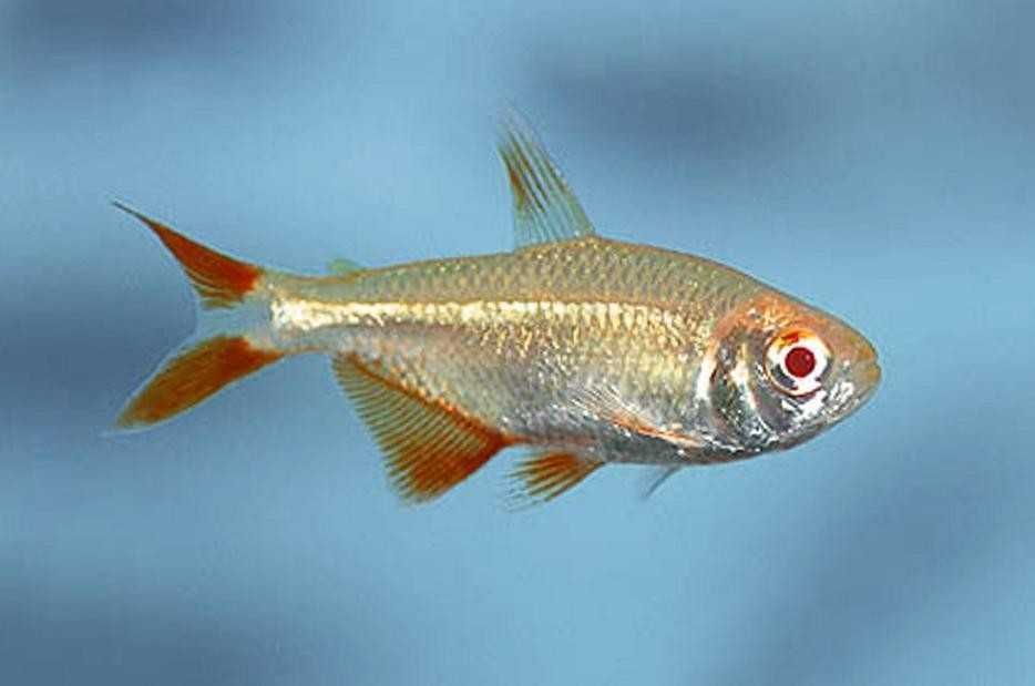 Zwinnik ogonopręgi albino (Hyphessobrycon anisitsi) WYSYŁKA AKWAWIN