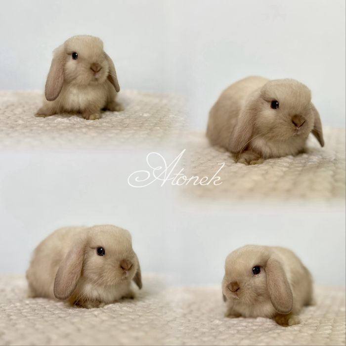 Hodowla Króliczków Karzełków Niderlandzkich, Teddy i mini lop