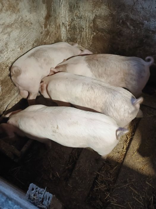 Продам поросята породи "Велика біла + Дюрок"